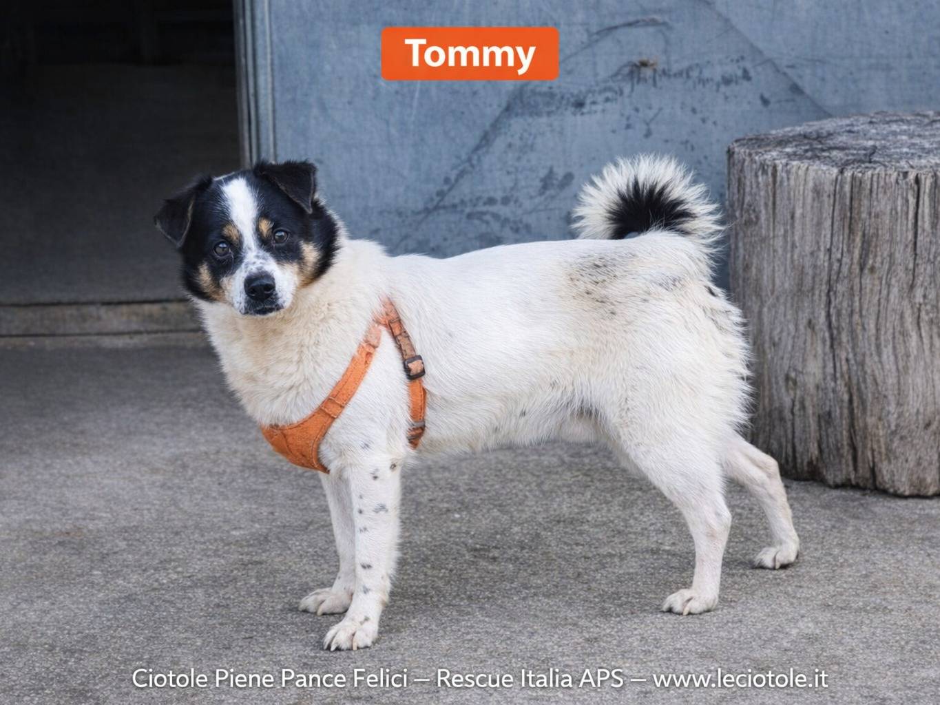 Adozione cane, maschio, Razza sconosciuta Razza sconosciuta, 2 anni e 2 mesi, taglia piccola, Treviso