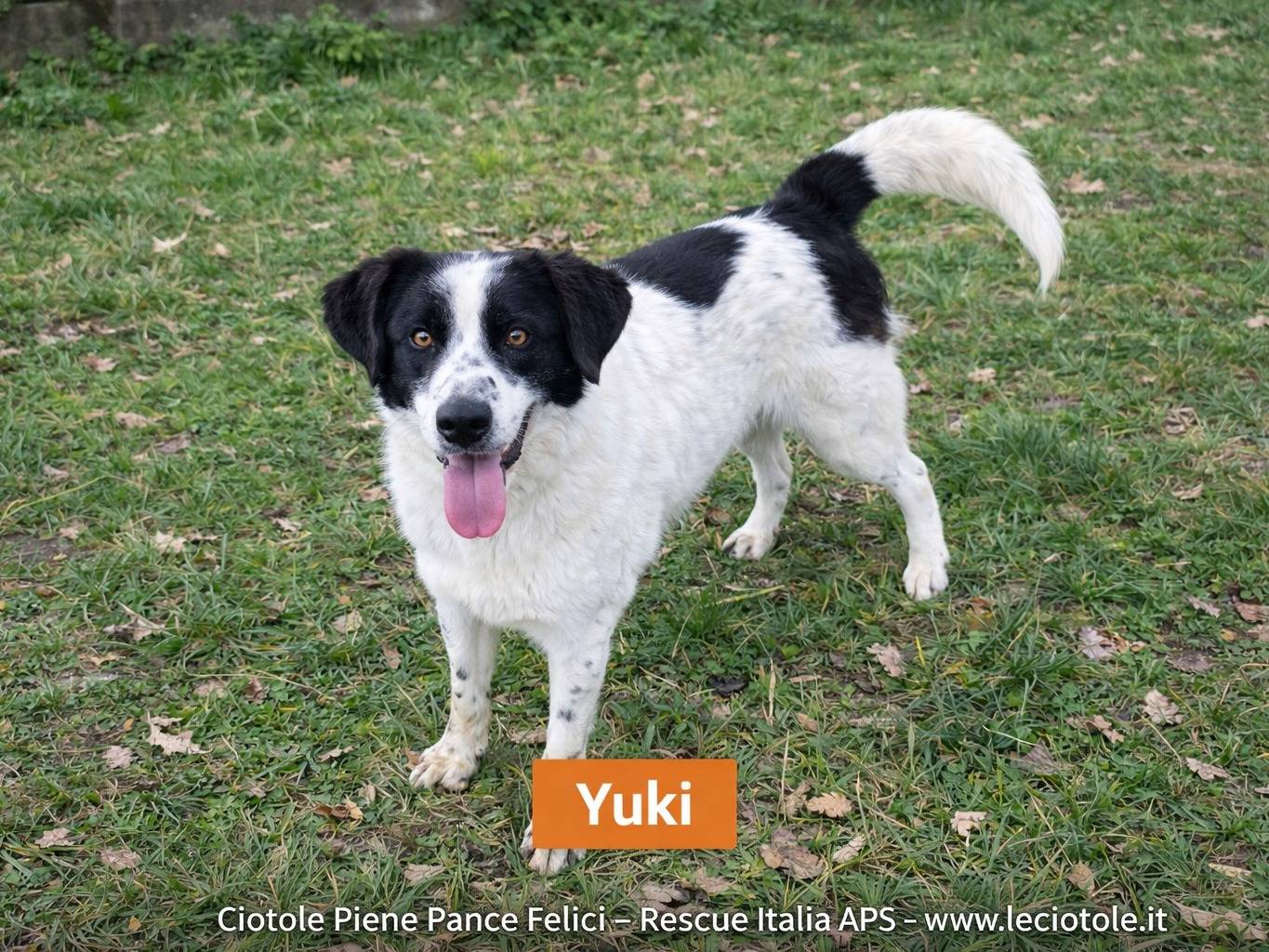 Adozione cane, maschio, Razza sconosciuta Razza sconosciuta, 1 anno e 6 mesi, taglia media, Avellino