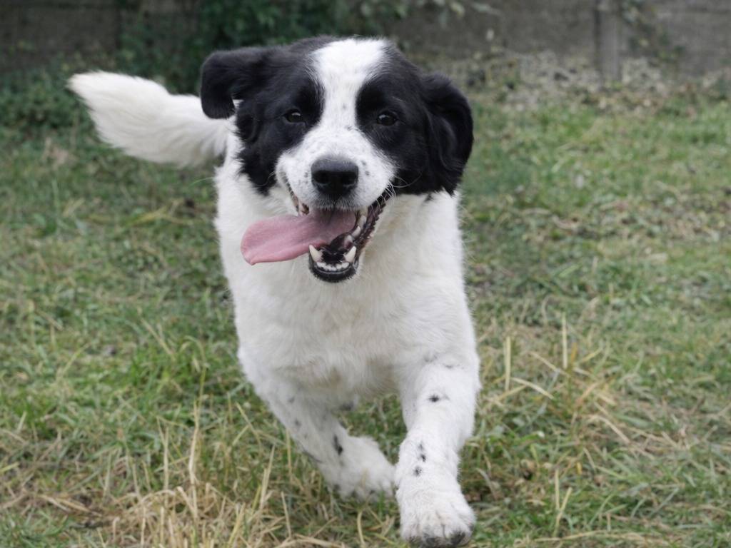 Adotta un cane, taglia media, maschio, Avellino