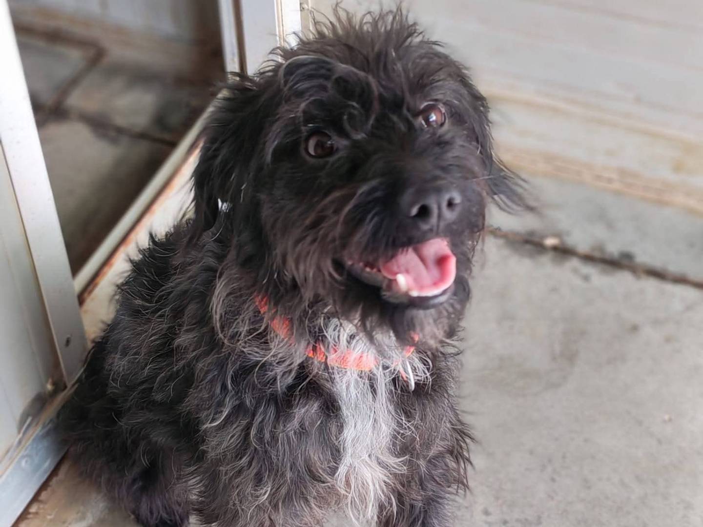 Adotta un cane, femmina, 9 mesi, Milano