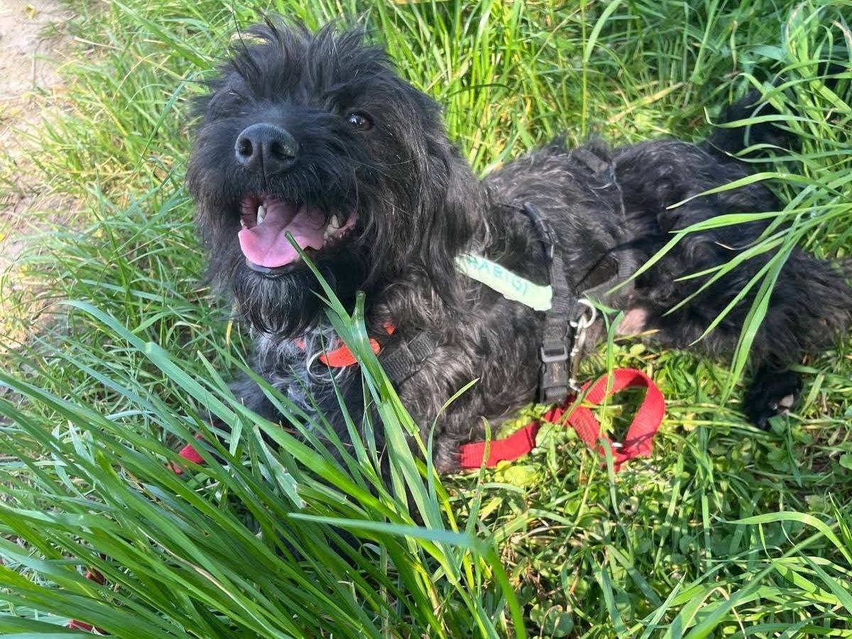 Adotta un cane, taglia piccola, femmina, Milano