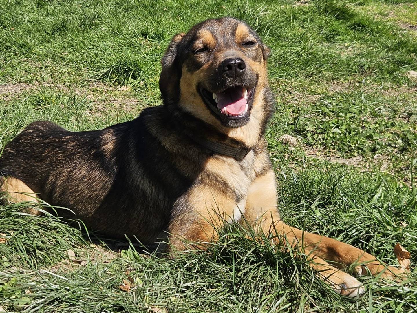 Adozione cane, femmina, Razza sconosciuta Razza sconosciuta, 1 anno e 1 mese, taglia media, Varese