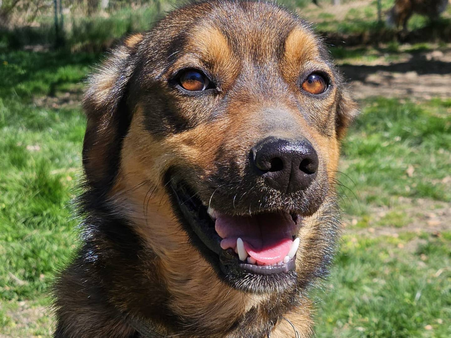 Adotta un cane, femmina, 1 anno e 1 mese, Varese