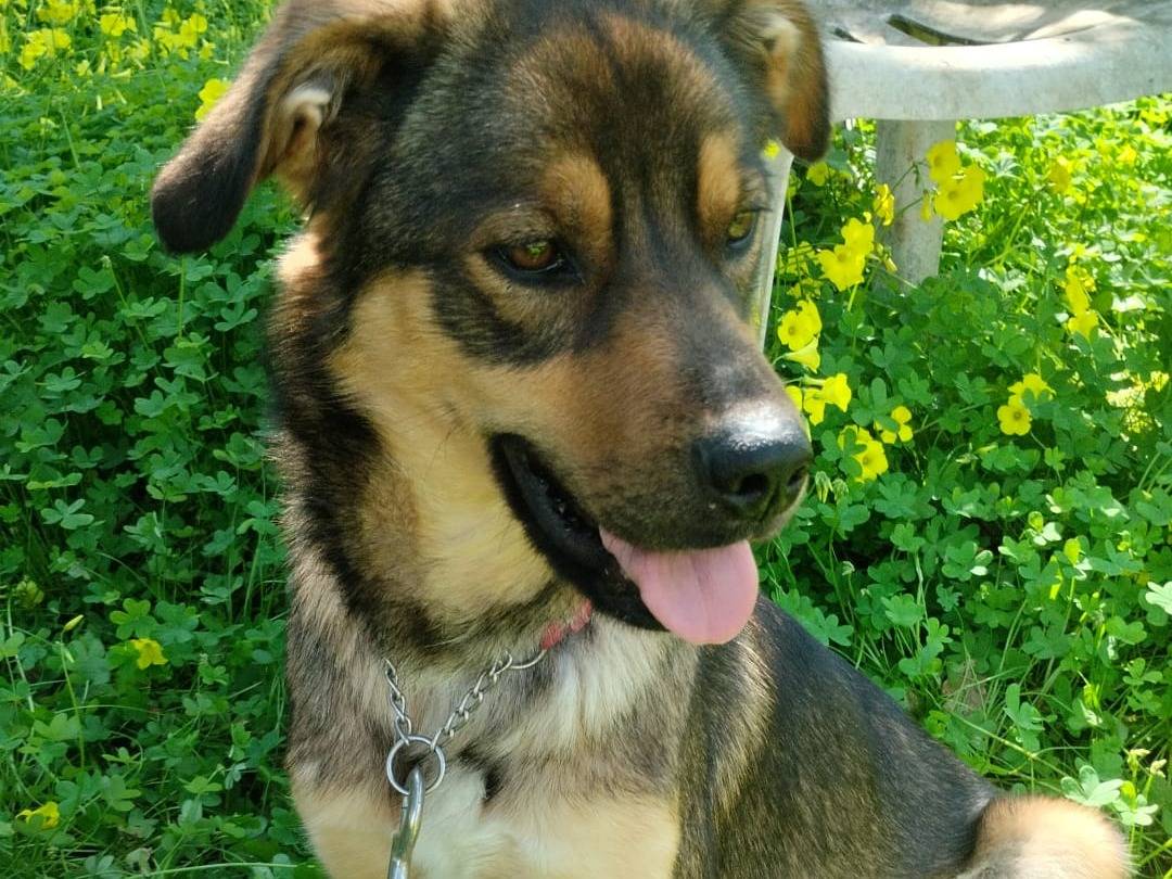 Vuoi adottare un cane a Varese?