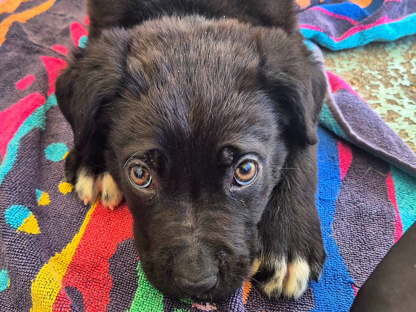 Adozione cane, femmina, Corso Labrador Retriever, 2 mesi, taglia media, Barletta