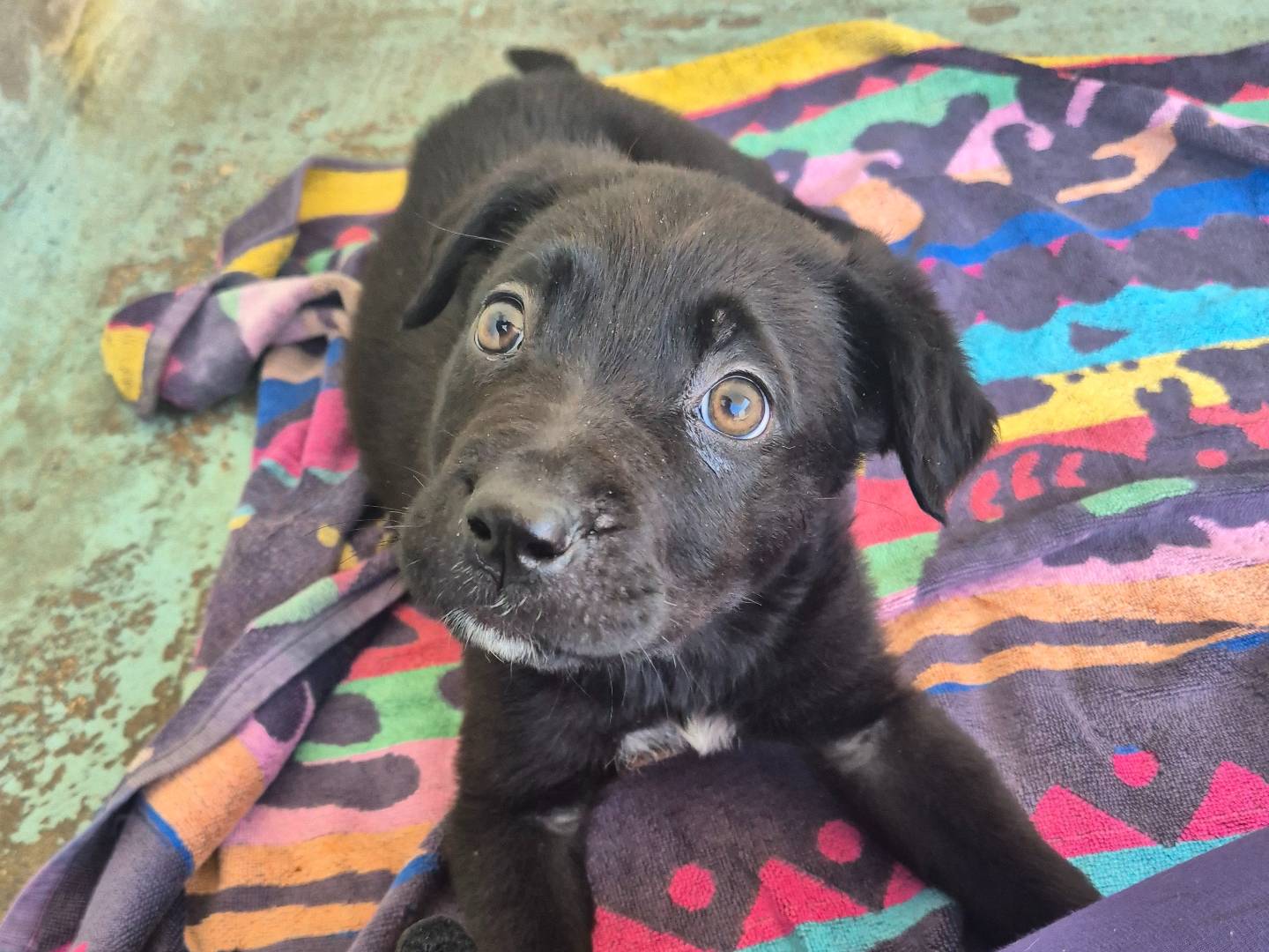 Adotta un cane, femmina, 2 mesi, Barletta