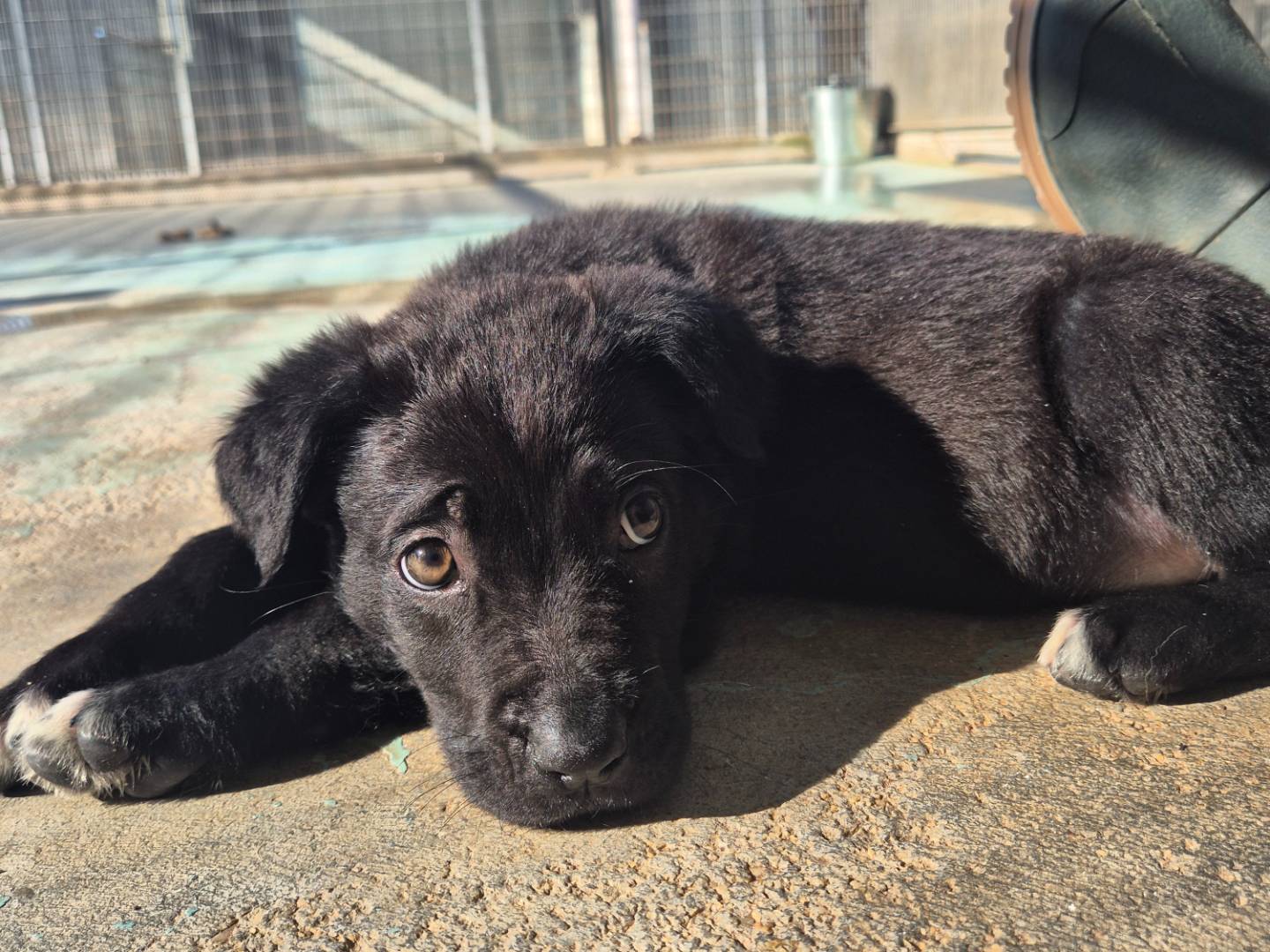 Adotta un cane, taglia media, femmina, Barletta
