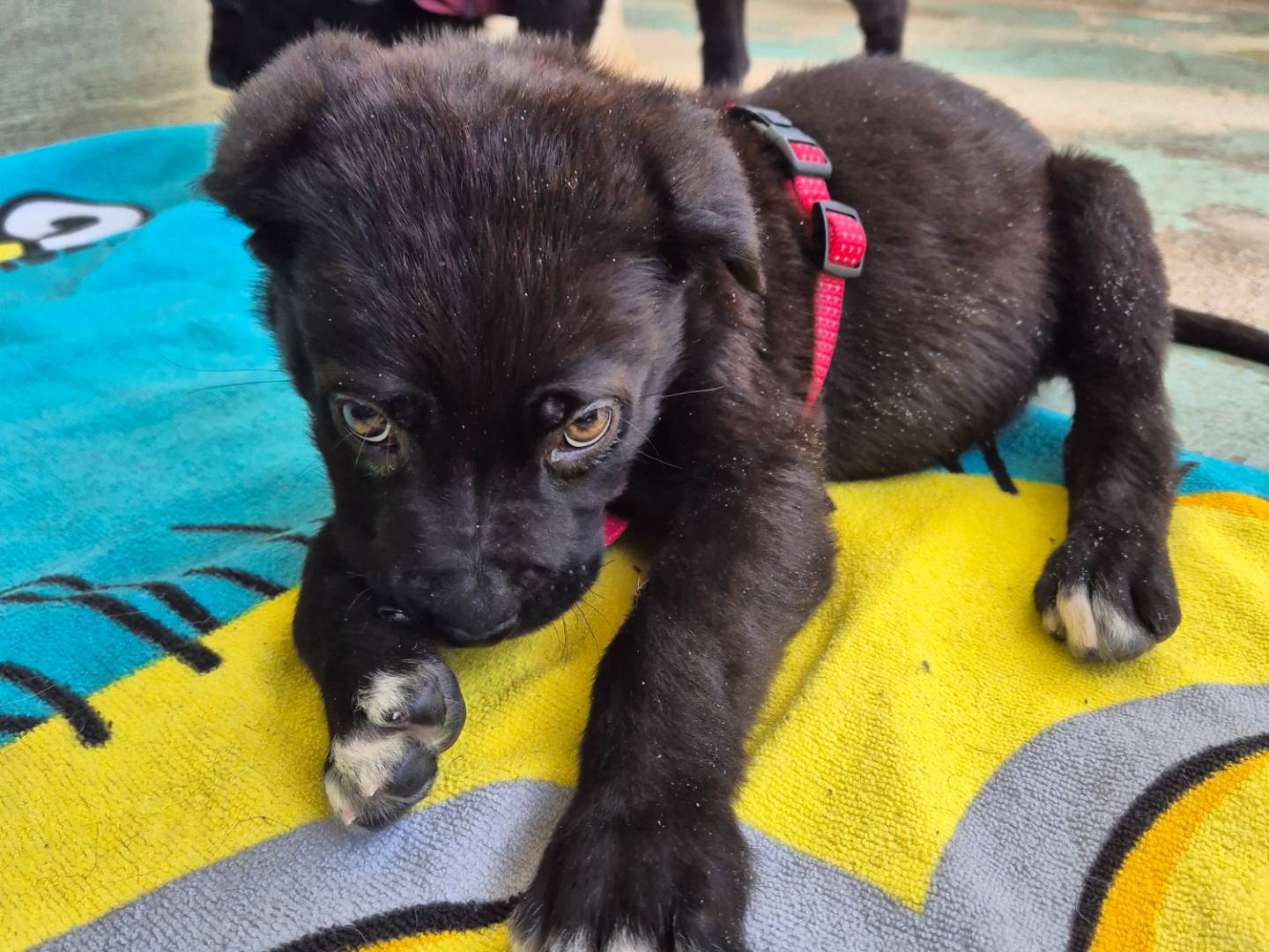 Vuoi adottare un cane a Barletta?