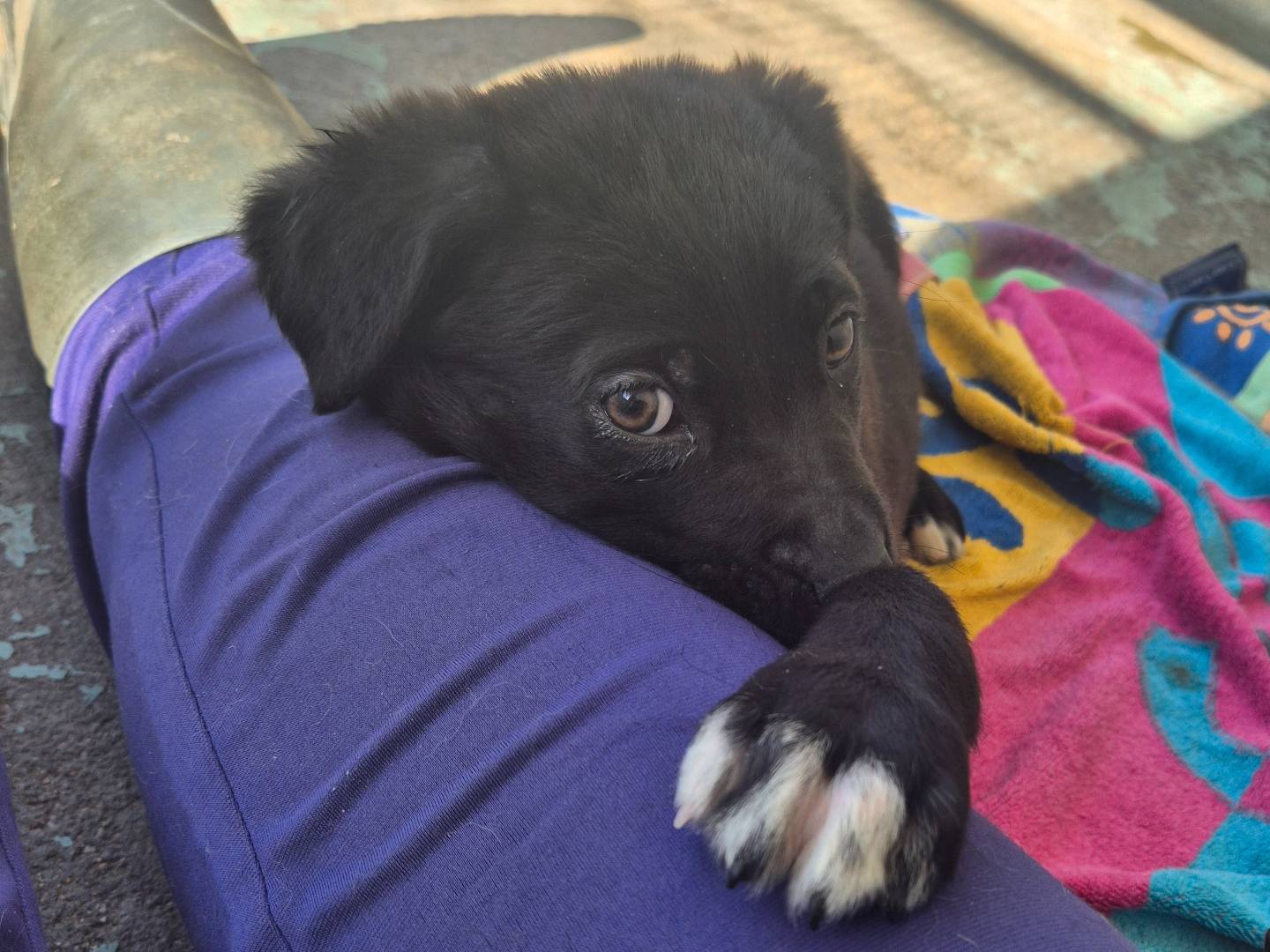 Adotta il cane Shakira a Barletta