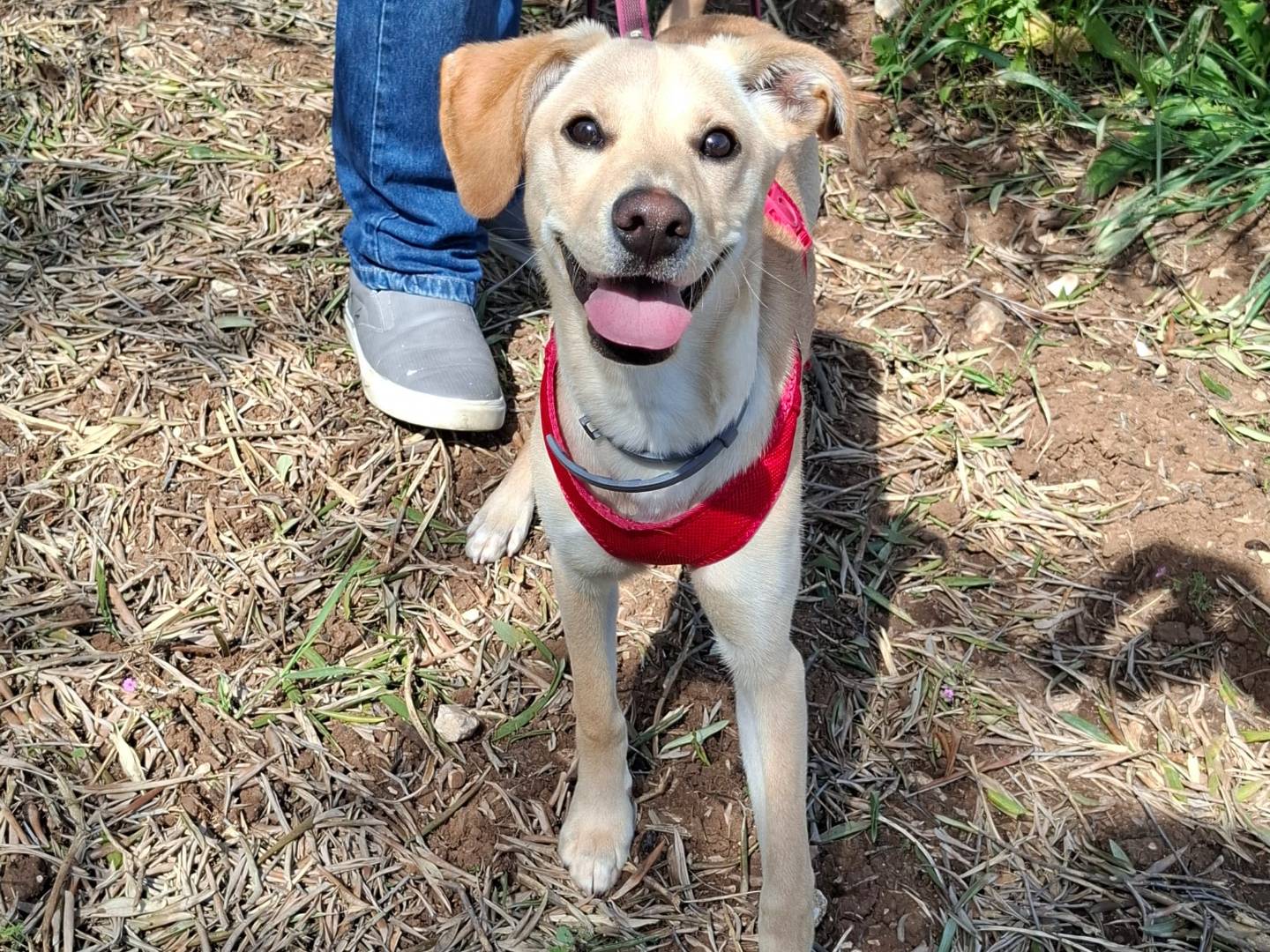 Adozione cane, femmina, Razza sconosciuta Razza sconosciuta, 6 mesi, taglia media contenuta, Bari