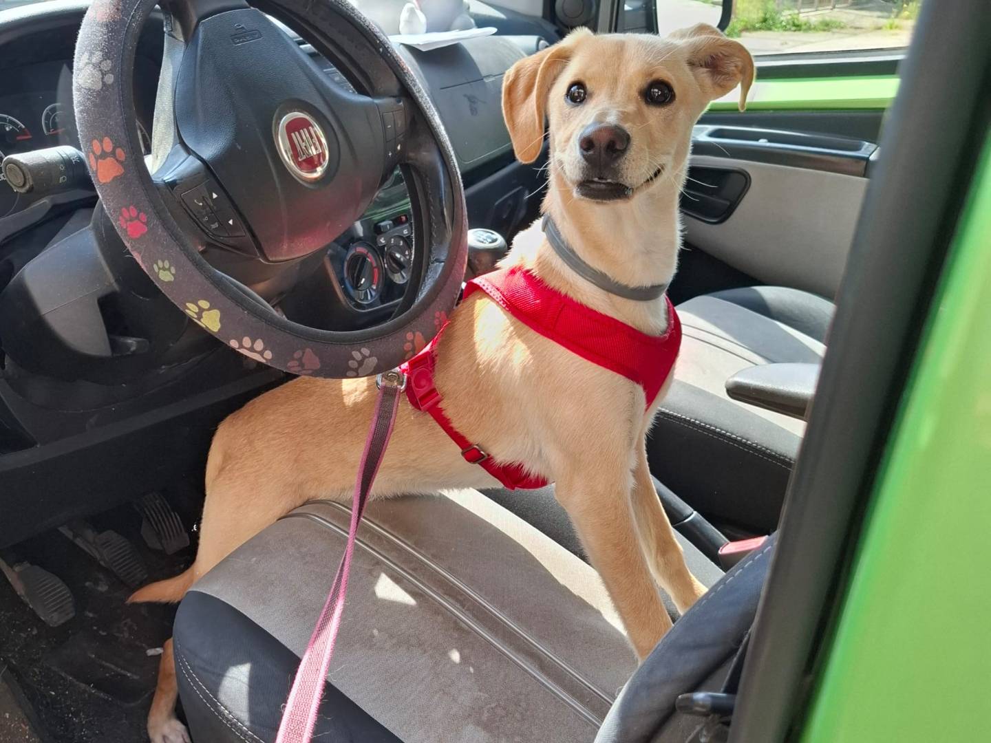 Adotta un cane, femmina, 6 mesi, Bari