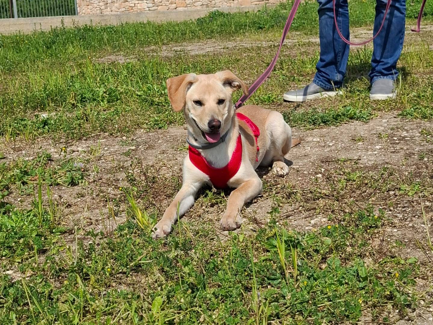 Adotta un cane, taglia media contenuta, femmina, Bari