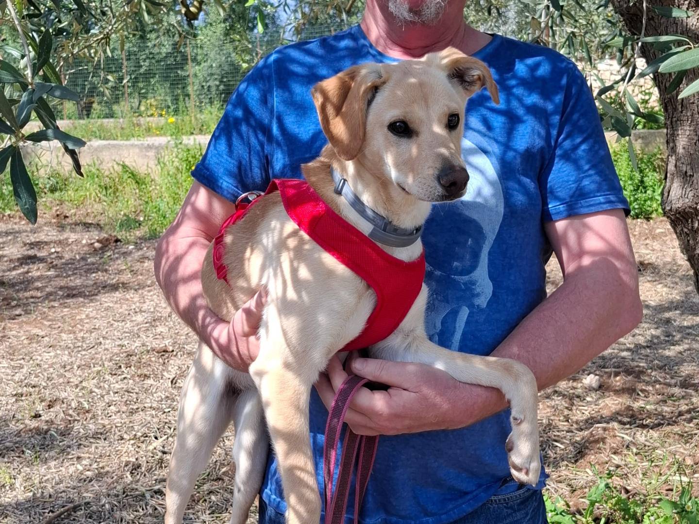 Vuoi adottare un cane a Bari?