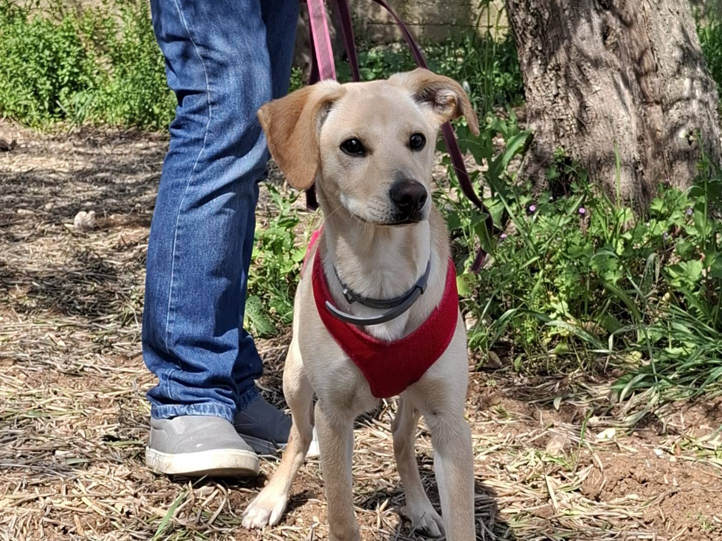 Adotta il cane Luli a Bari