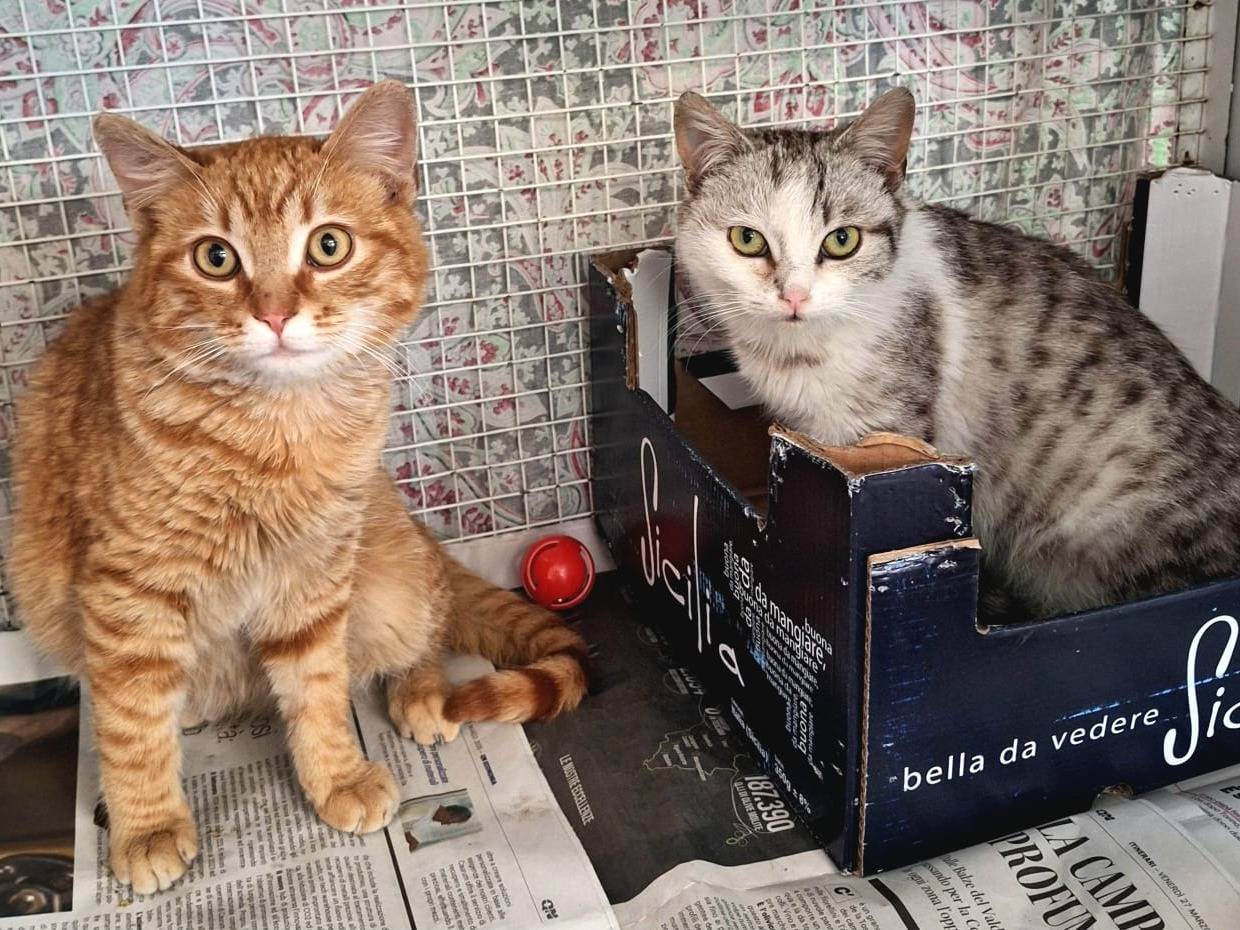 Adozione gatto, maschio, Razza sconosciuta Razza sconosciuta, 6 mesi, taglia non valida, Bologna