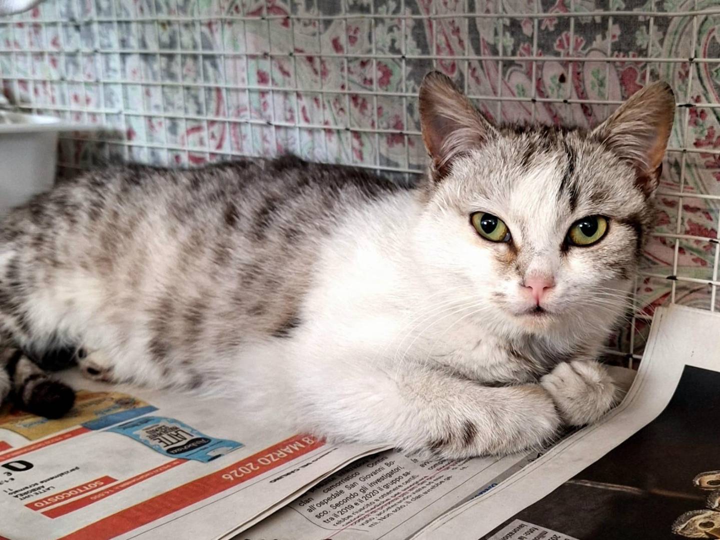 Adotta un gatto, maschio, 6 mesi, Bologna
