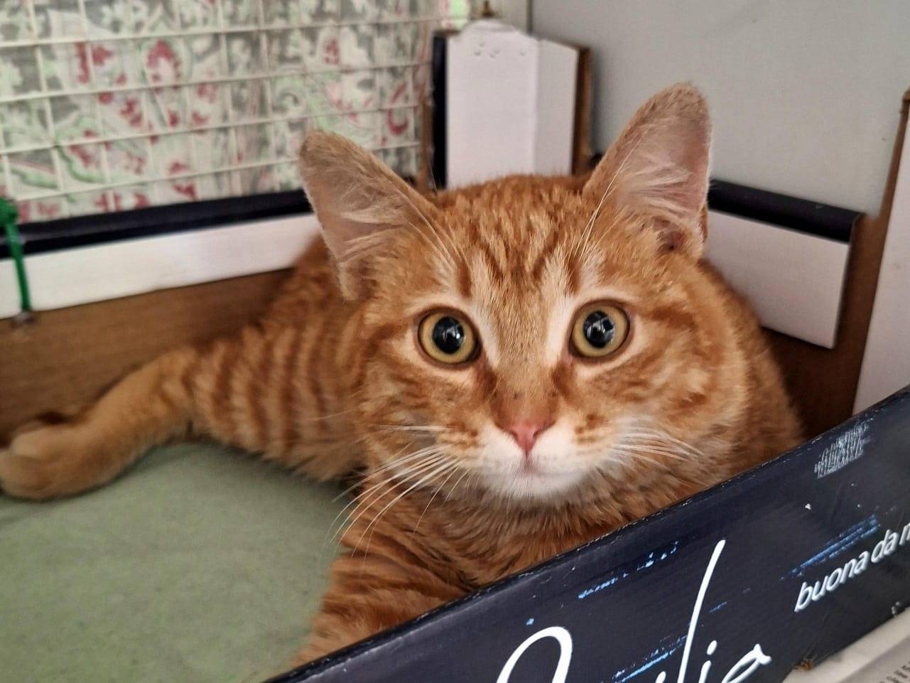 Adotta un gatto, taglia non valida, maschio, Bologna