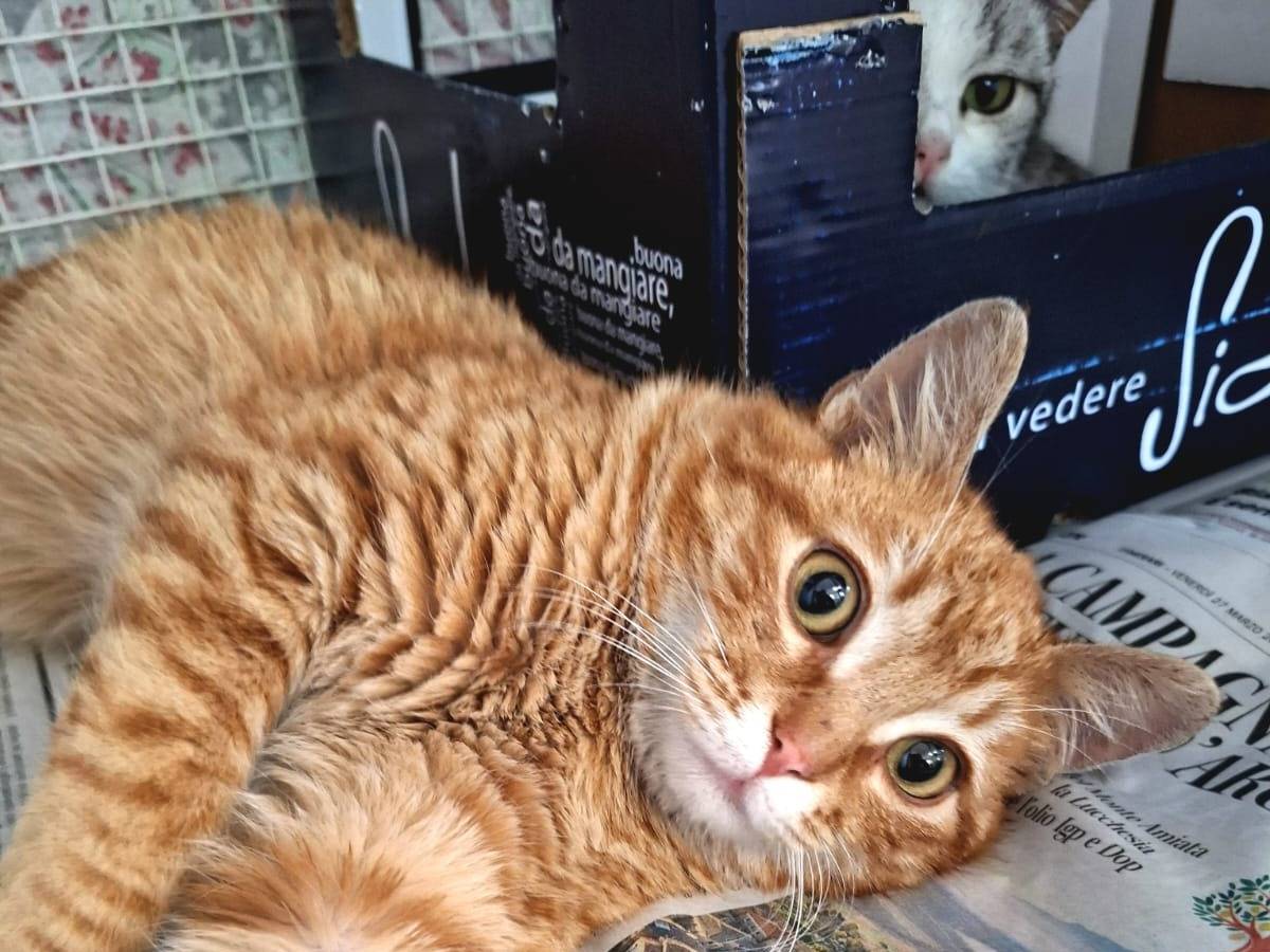 Vuoi adottare un gatto a Bologna?