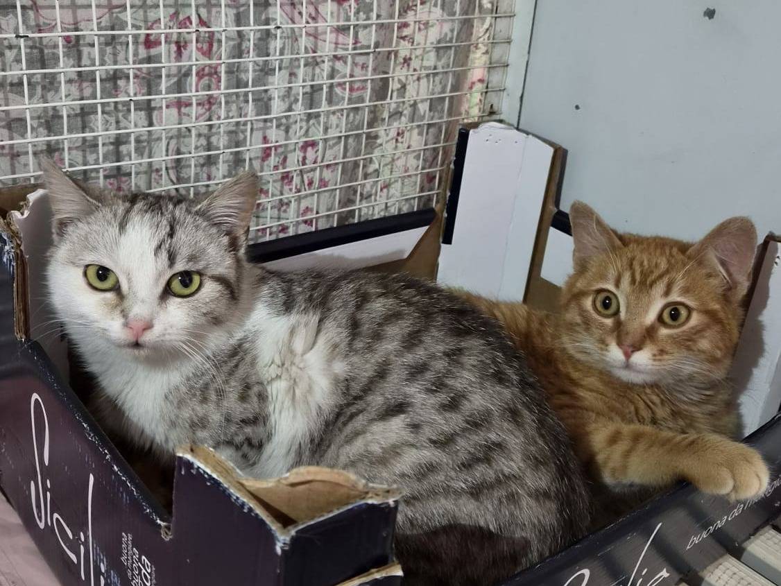 Adotta il gatto Giada e Rollo a Bologna