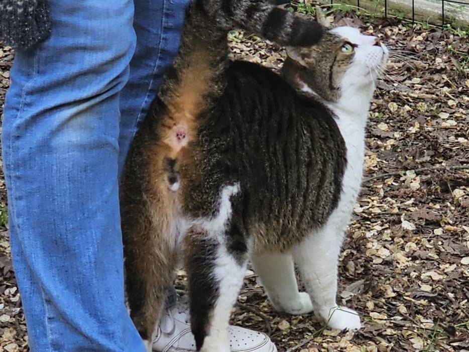 Vuoi adottare un gatto a Bologna?