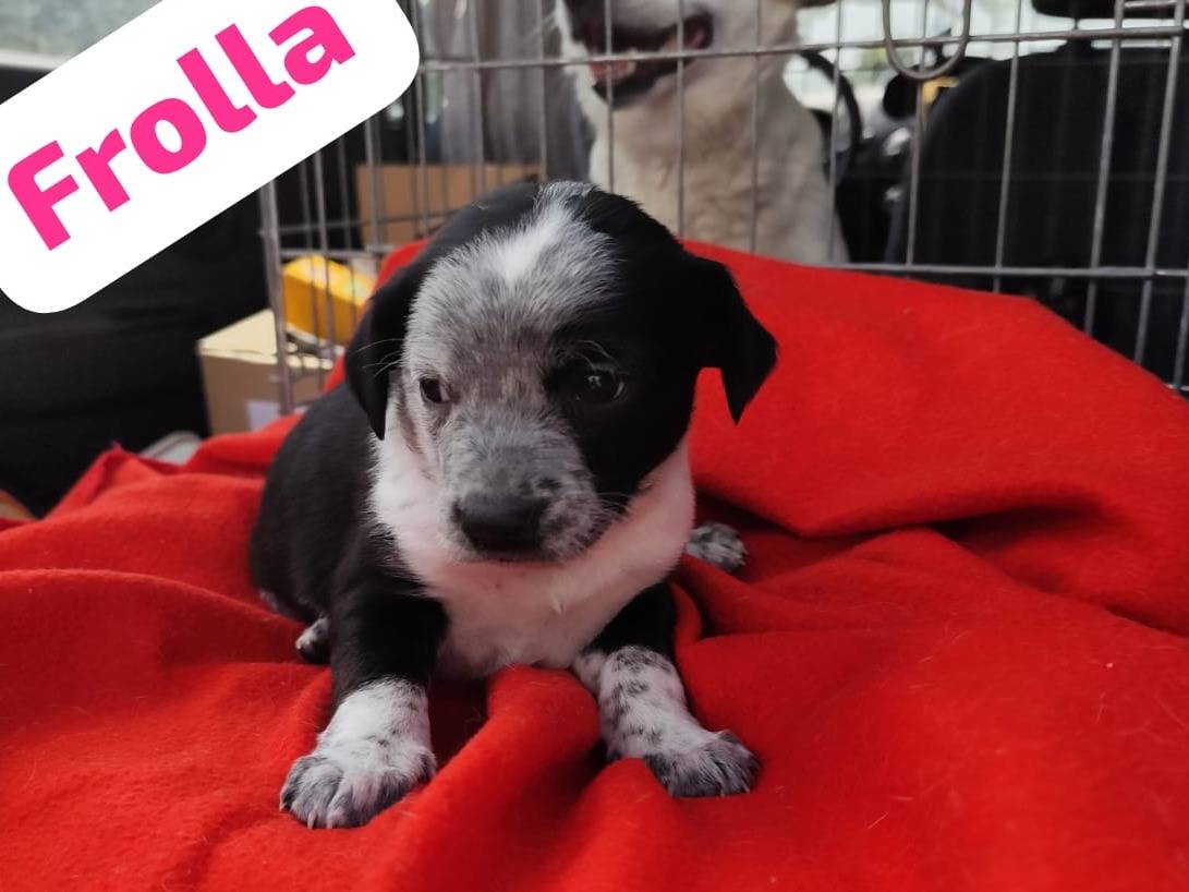 Adotta un cane, femmina, 2 mesi, Arezzo