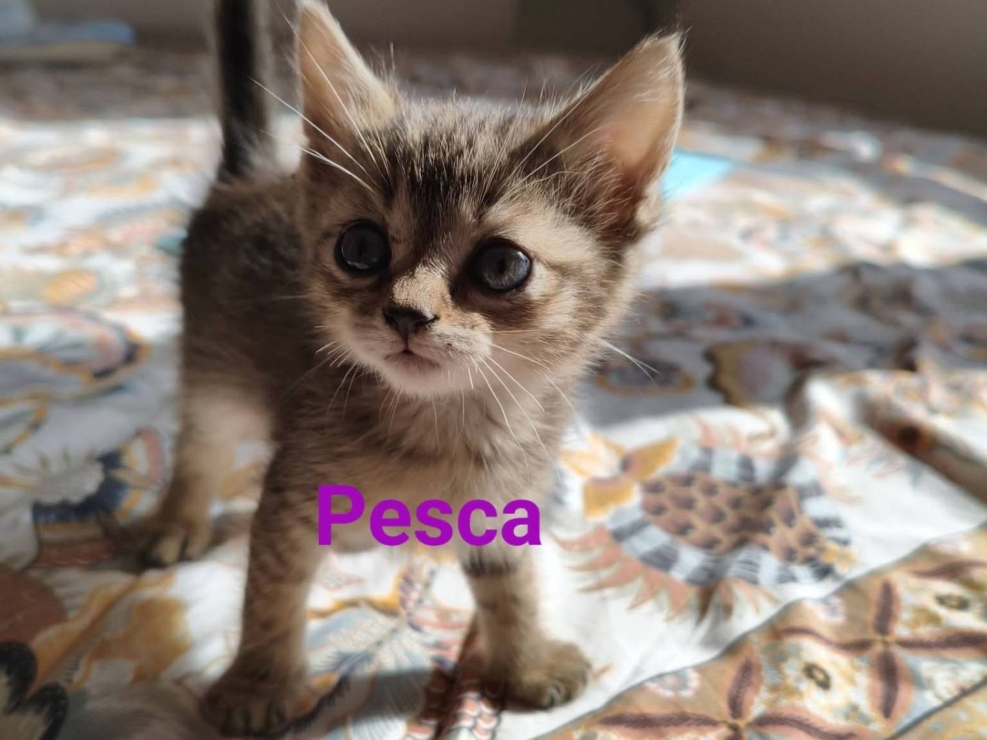 Adozione gatto, femmina, Razza sconosciuta Razza sconosciuta, 2 mesi, taglia non valida, Sud