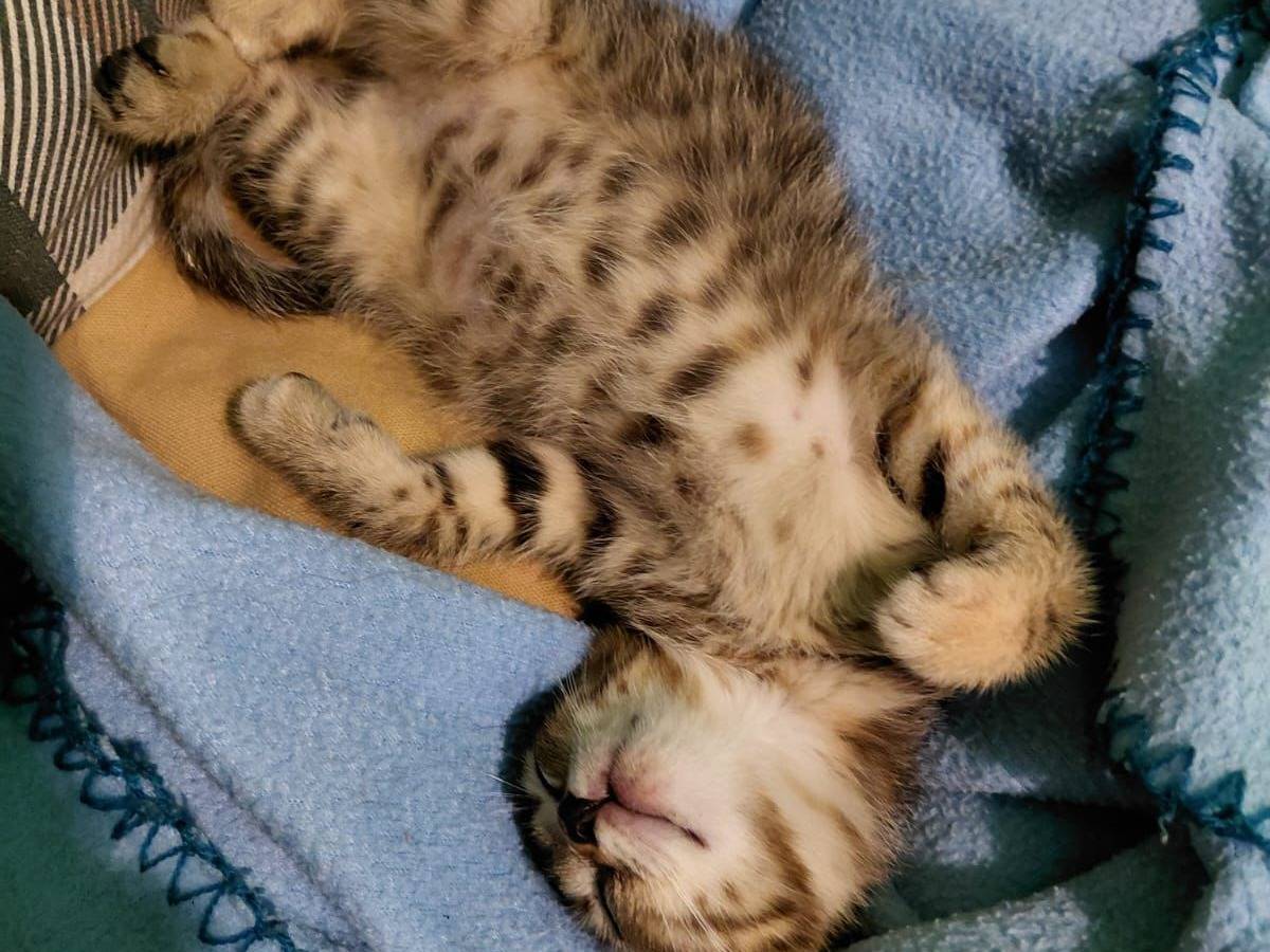 Adotta un gatto, femmina, 2 mesi, Sud