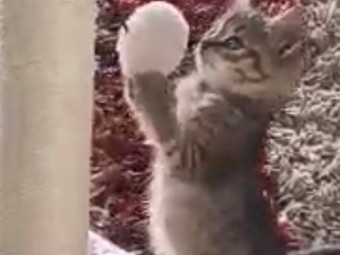 Adotta un gatto, taglia non valida, femmina, Sud