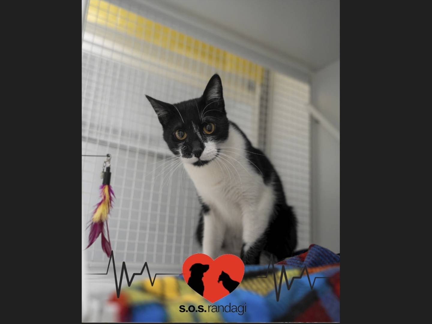 Adozione gatto, femmina, Razza sconosciuta Razza sconosciuta, 11 mesi, taglia non valida, Milano