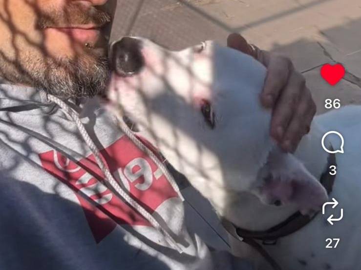 Adotta il cane MELODY a Caserta