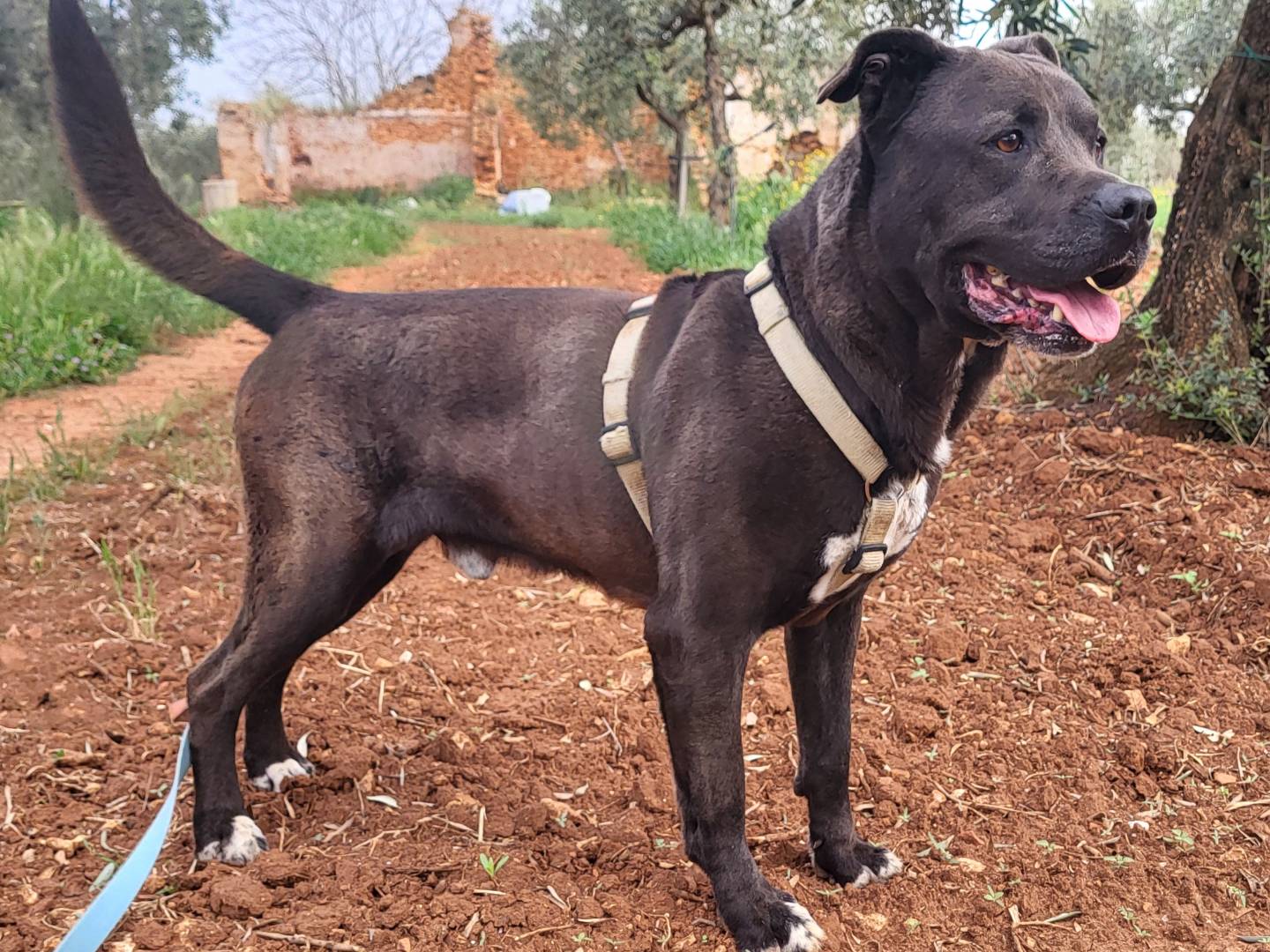 Adozione cane, maschio, Razza sconosciuta Razza sconosciuta, 6 anni, taglia media, Trapani