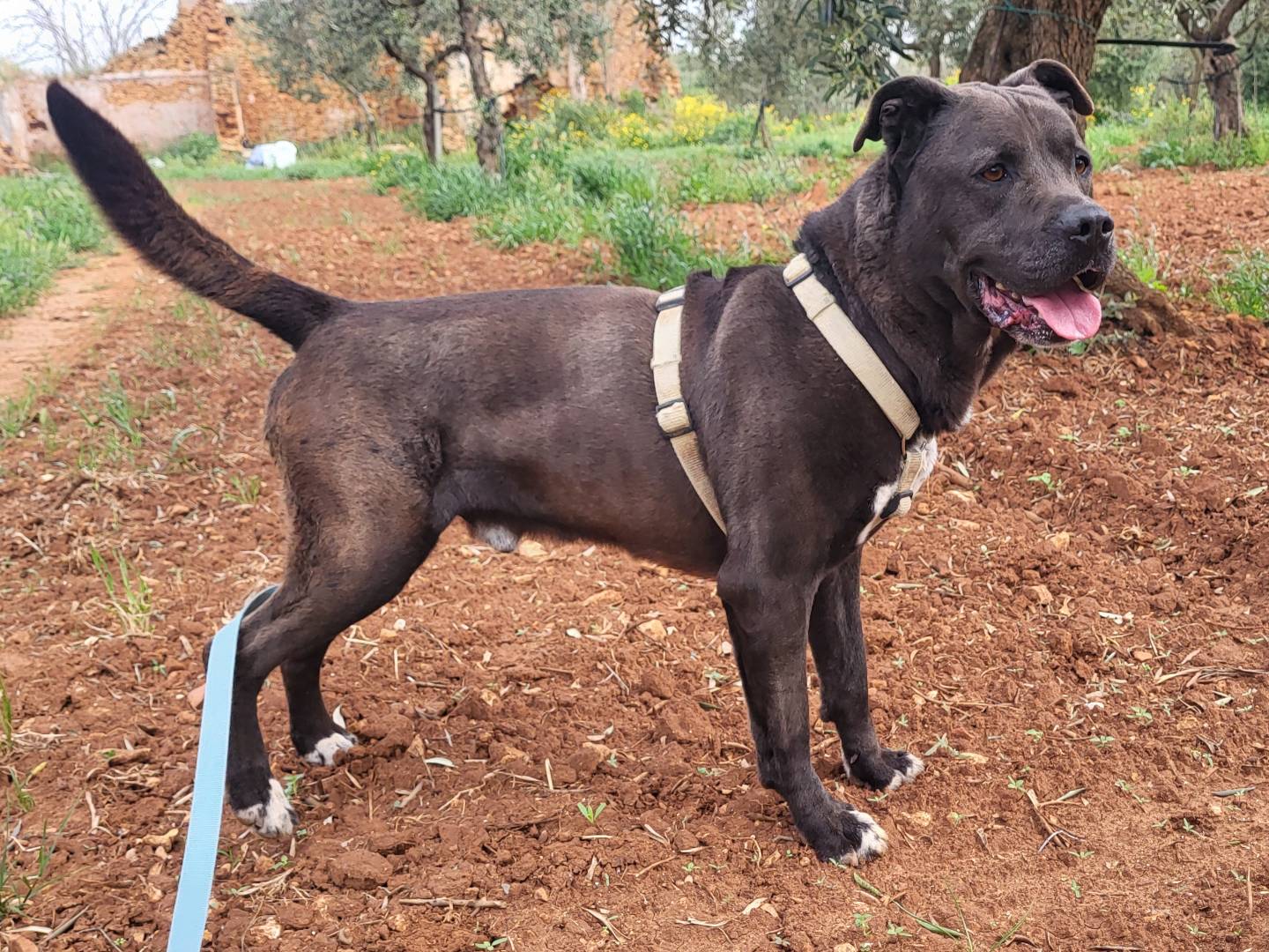Adotta un cane, maschio, 6 anni, Trapani
