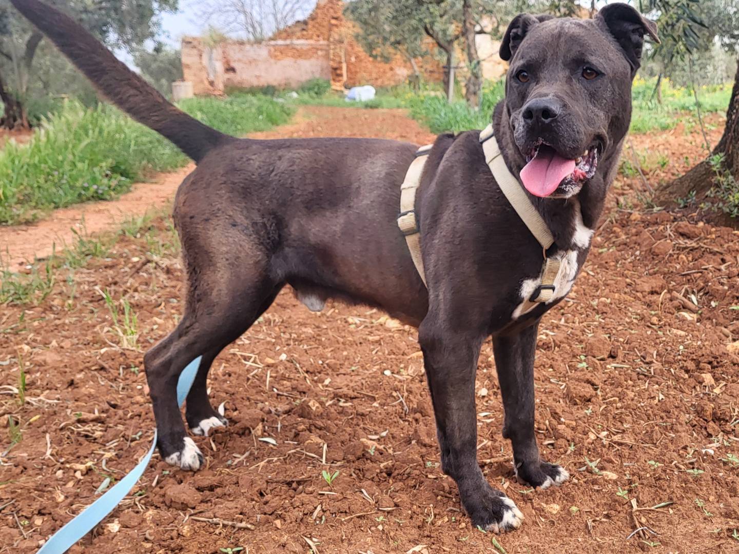 Adotta un cane, taglia media, maschio, Trapani