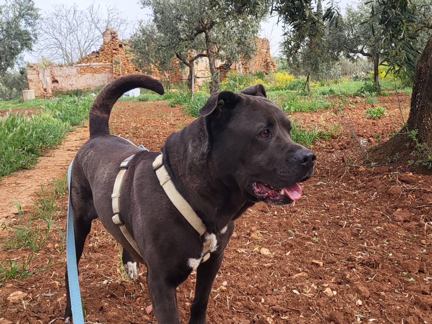 Vuoi adottare un cane a Trapani?