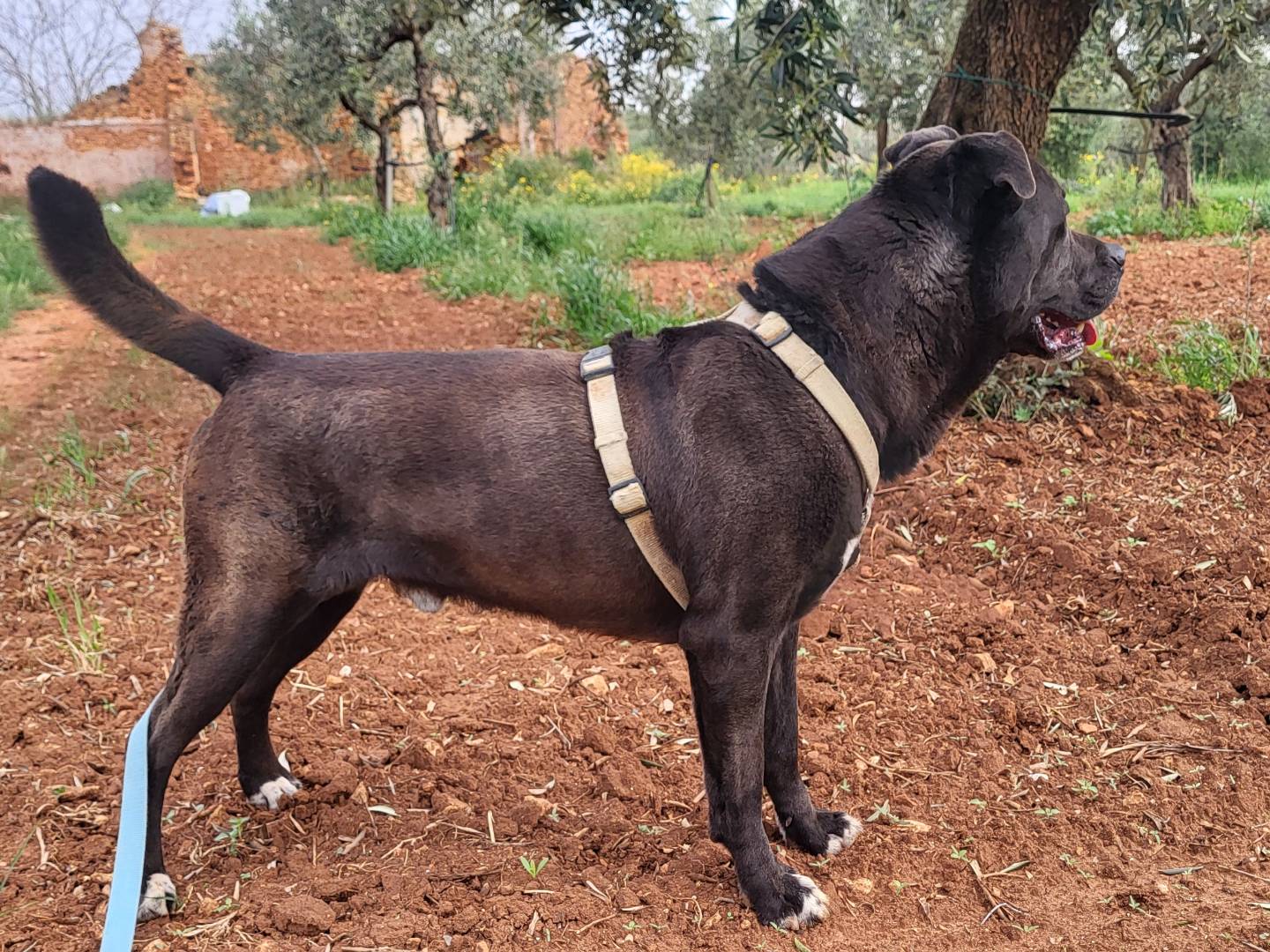 Adotta il cane Blacky a Trapani