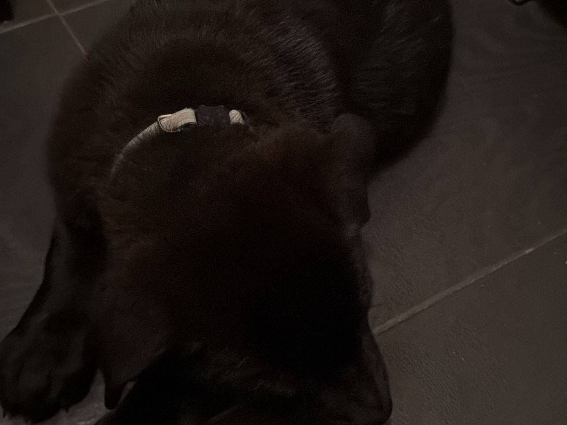 Adozione cane, maschio, Corso Labrador Retriever, 9 mesi, taglia grande, Terni
