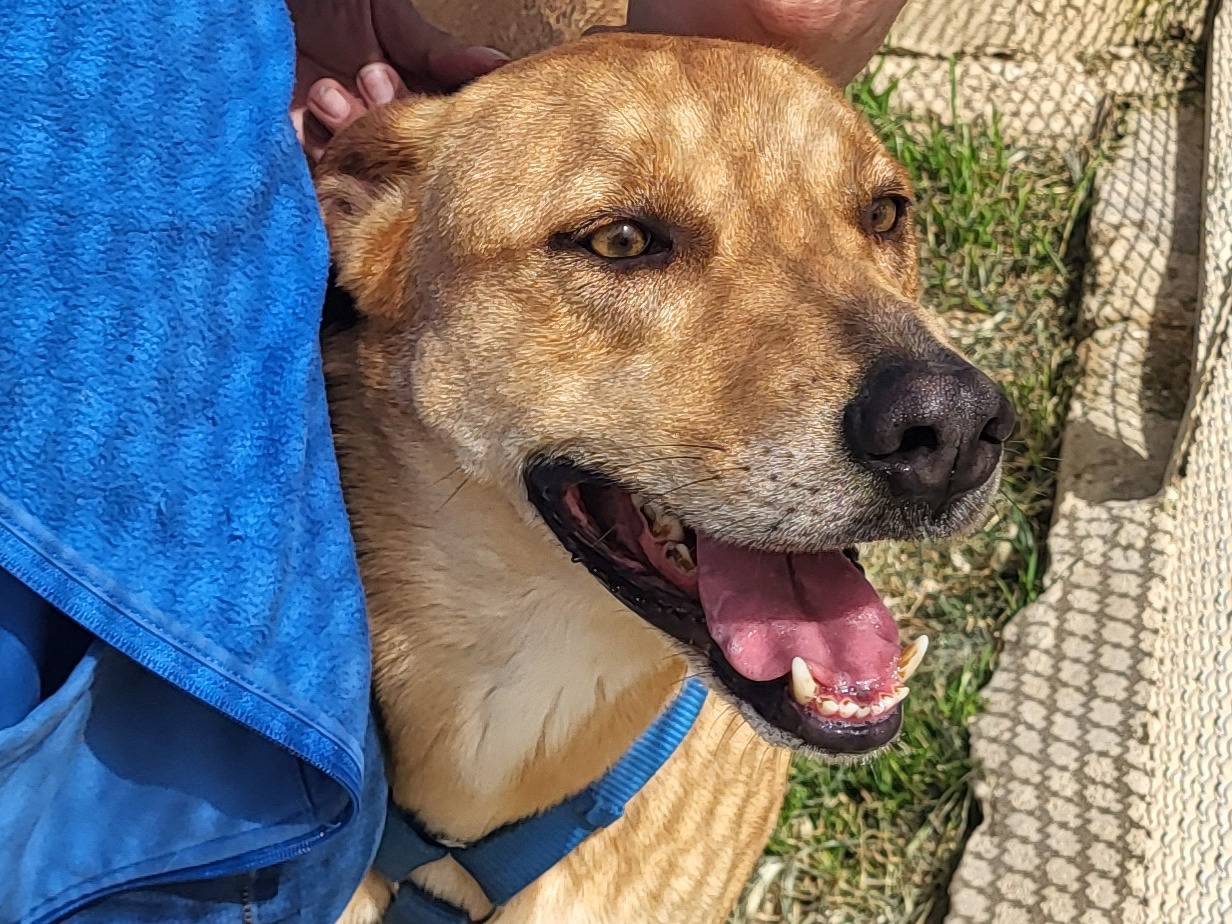 Vuoi adottare un cane a Trapani?