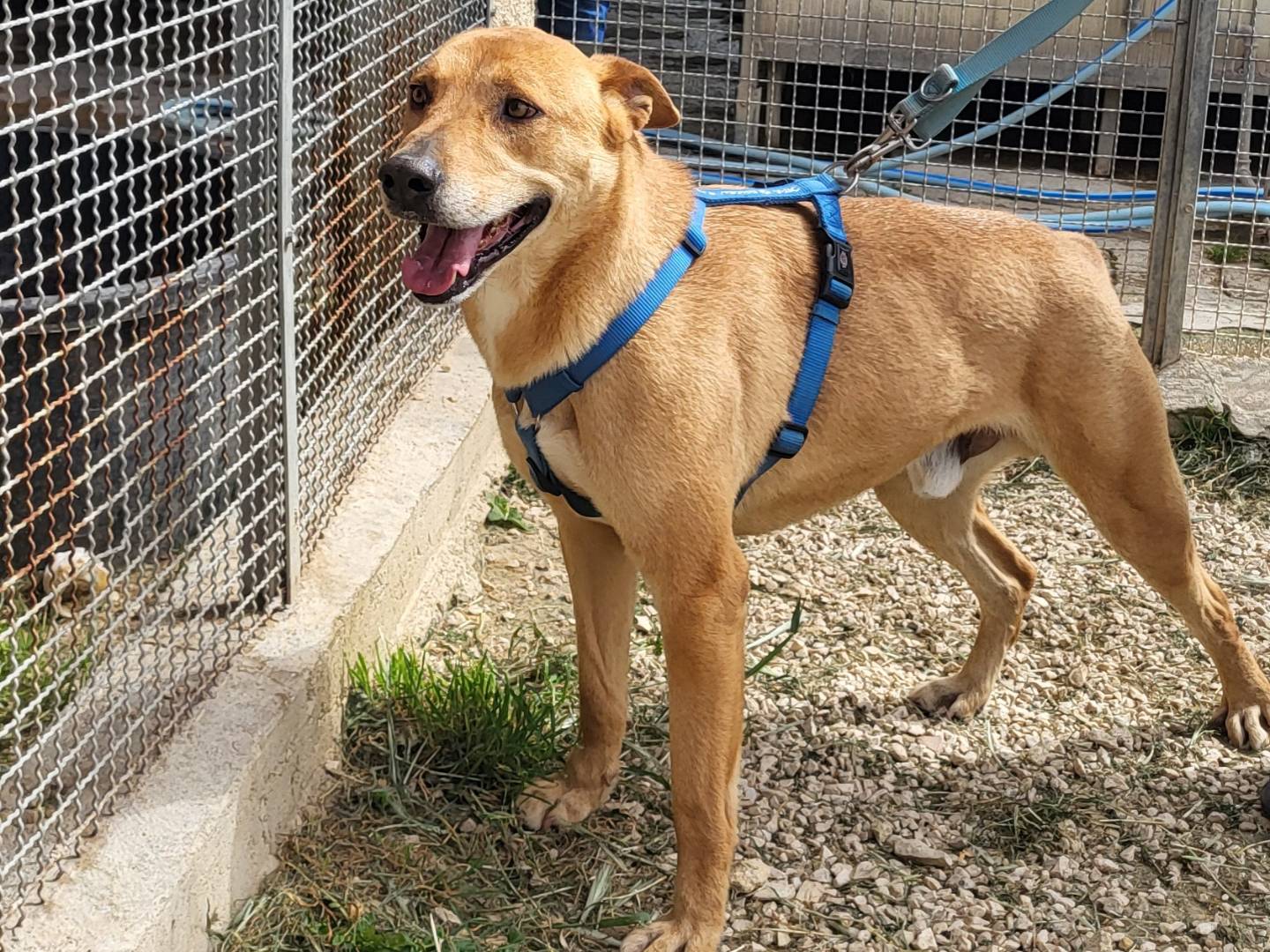 Adotta il cane Frank a Trapani