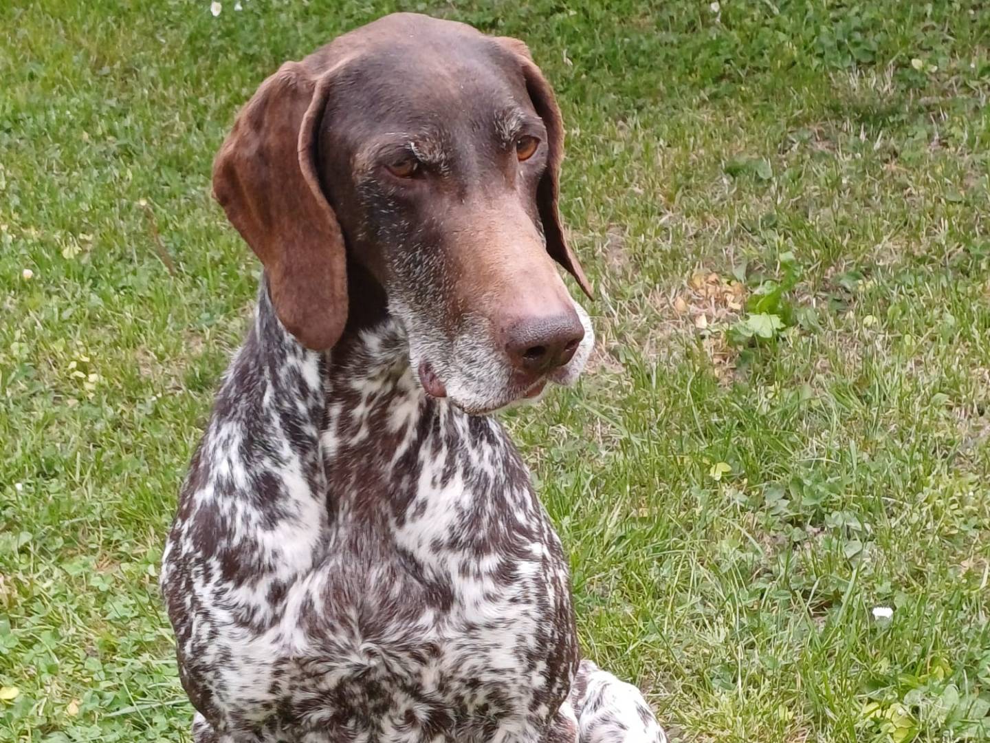 Adozione cane, femmina, Bracco Razza sconosciuta, 10 anni e 3 mesi, taglia media, Brescia