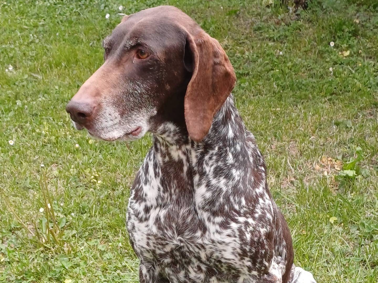 Adotta un cane, femmina, 10 anni e 3 mesi, Brescia