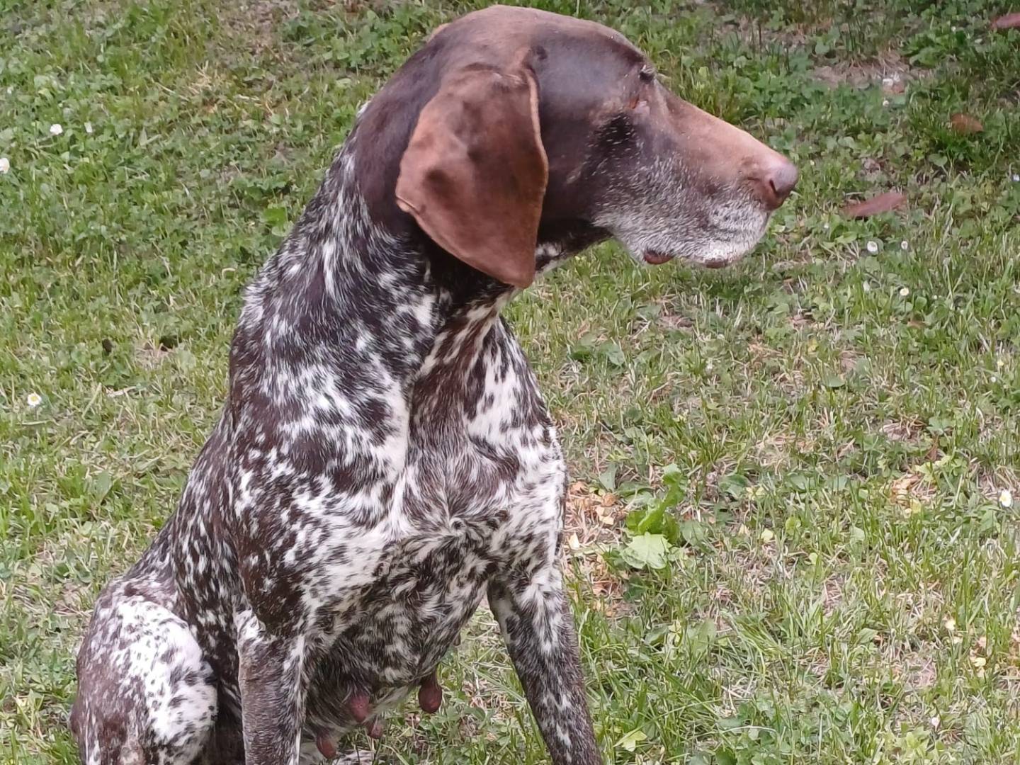 Adotta un cane, taglia media, femmina, Brescia