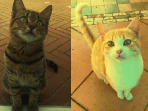 Adozione gatto, maschio, Razza sconosciuta Razza sconosciuta, 6 mesi, taglia non valida, Palermo