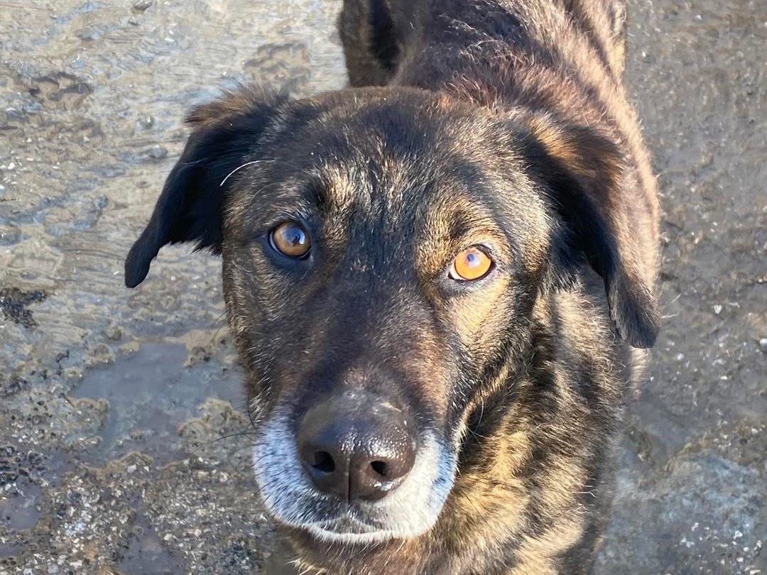 Adozione cane, maschio, Razza sconosciuta Razza sconosciuta, 4 anni e 7 mesi, taglia grande, Siracusa