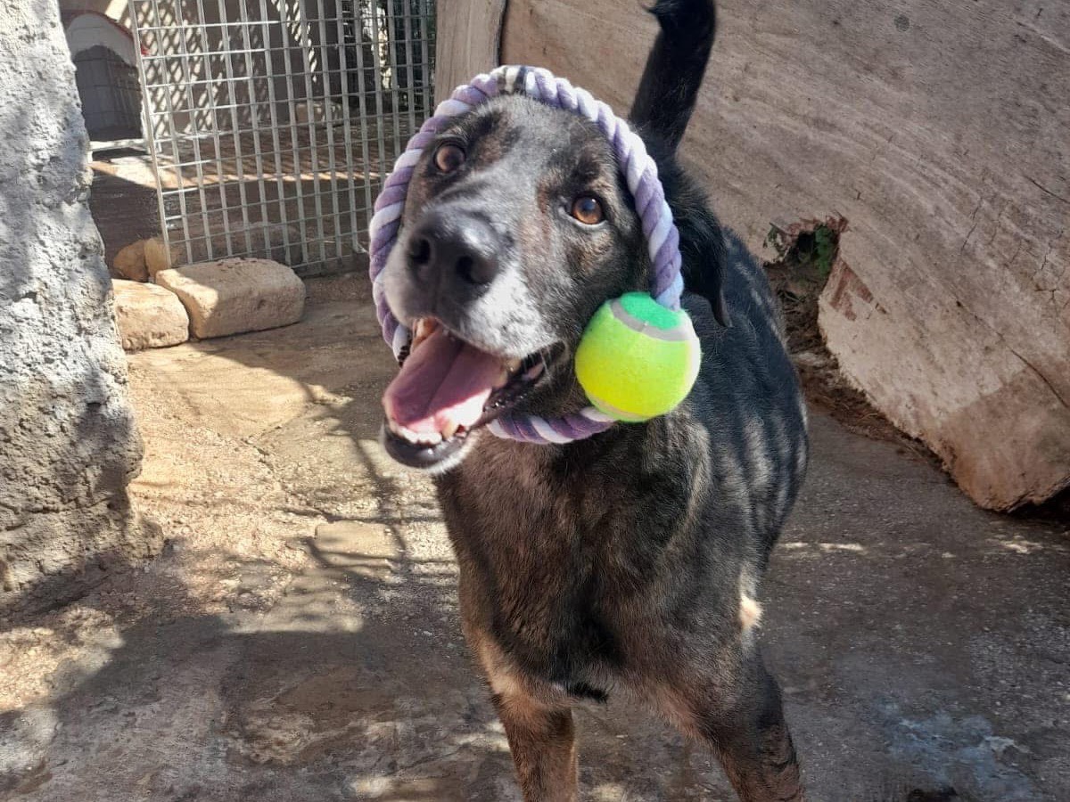 Adotta un cane, maschio, 4 anni e 7 mesi, Siracusa