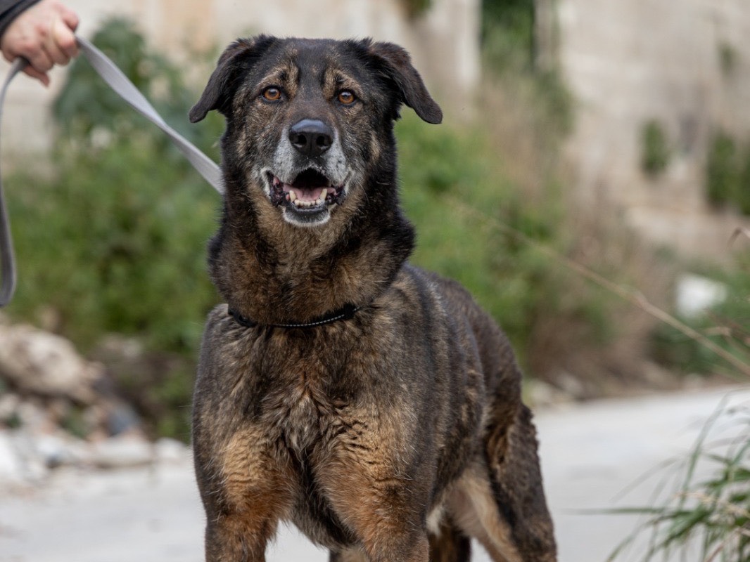 Adotta un cane, taglia grande, maschio, Siracusa