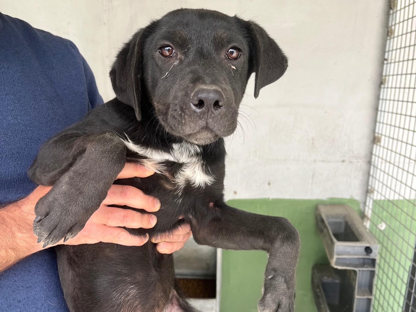 Adotta un cane, femmina, 4 mesi, Napoli