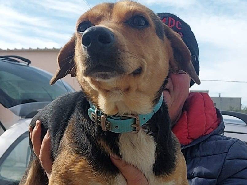 Adotta un cane, maschio, 2 anni e 3 mesi, Bari