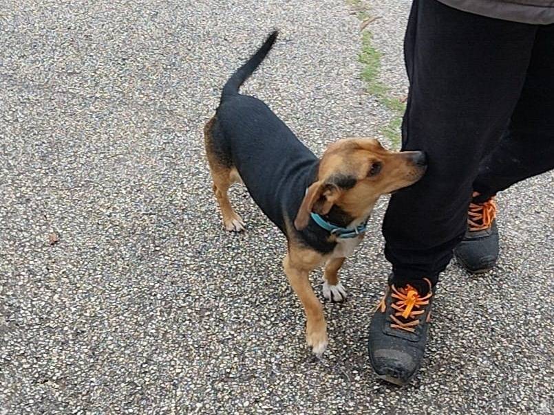 Vuoi adottare un cane a Bari?