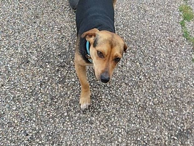 Adotta il cane PINCO a Bari