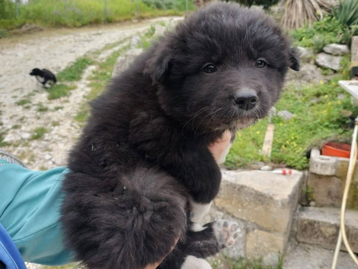 Adozione cane, femmina, Razza sconosciuta Razza sconosciuta, 2 mesi, taglia media, Trapani